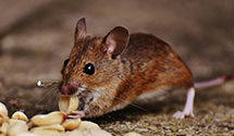 24 Hour & Emergency Exterminators in Limon Crrctnl, CO
